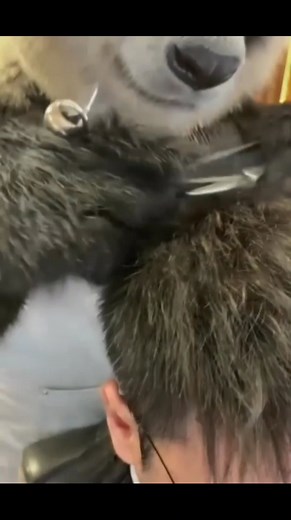 You're a professional! 😆😆😆 #SpookySeason #petcare #petherapy #cuteanimals #fblifestyle #panda #fluffy #pandas #cute #naturephotography #nature #care #beautiful #love #babypanda #babypandas #funnyanimals | Pandas, a Light In My Heart