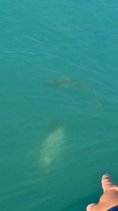 Watching Barra free feeding on bait schools in super clean water was so cool! Snippet from the latest video playing over on the YouTube channel now. 👌🏻 #fishing #barramundi | Bowly’s Fishing