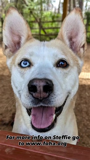 Steffie was returned through no fault of her own 💔 she is the sweetest dog and dreams of a warm home surrounded by people who won’t let her down. Though she is a senior, she LOVES staying active with walks, hikes, and playing fetch, especially with squeaky toys. She is housebroken, food motivated, and enjoys training and interactive play with her people. She does best as the only dog or with a calm, friendly female dog. She enjoys being near her people, whether playing or relaxing, and thrives 