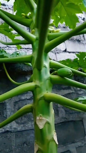 #asmr satisfying beautiful papaya plants #vlog shortsvideo #viral