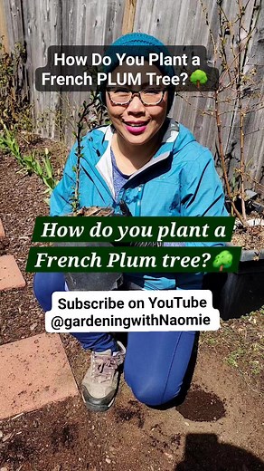 How do you plant a French PLUM tree?🌳 subscribe on YouTube #plums #garden #trees #gardening #gardeninspiration #gardendesign #gardeningtips #usa #europe #uk #Philippines | Naomie Washington