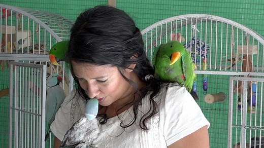 PARROT SANCTUARY: Monika Sangar and her family started the nonprofit 501(c)(3) Prego Dalliance Sanctuary (PDS) after losing their first Eclectus parrot, Prego. Gabriela Milian gives us a look at the sanctuary that has saved over 100 parrots. | ABC7