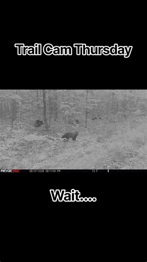 Baby Pine Marten? You tell me!