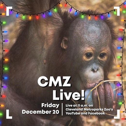 Today! Tune in today, Dec. 20 at 11 a.m. for the next episode of CMZ Live, offering a behind-the-scenes live look at the orangutans in the Zoo’s RainForest with a holiday twist on YouTube and Facebook! | Cleveland Metroparks Zoo