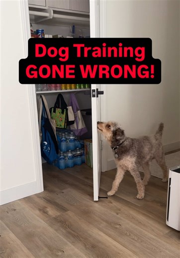 Funny Dog Training Fails: Locked Inside by My Dog