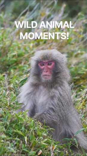 Animals Caught on Camera Doing Incredible Things! #animals #shorts #lifeofanimals #wildlifefacts