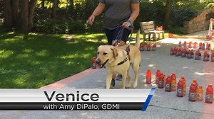 We put together a fun Gatorade Obstacle Challenge for two of our Guide Dog Mobility Instructors and dogs in training. Watch as Nikki Wentz & Coda and Amy DiPalo & Venice work through the course. Thank you to Gatorade for generously sponsoring this month's Wag-A-Thon virtual event. Learn more: bit.ly/wagathon2021 Special thanks to Laurel Sheets for her help & GoPro expertise. Video Description: [1] Title: "Guide Dogs Take On A Gatorade Obstacle Course" alongside a photo of the set course made fro