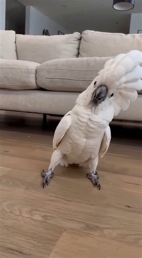 POV: the beat hits and your bird forgets he’s a bird. 😂🦜🔥