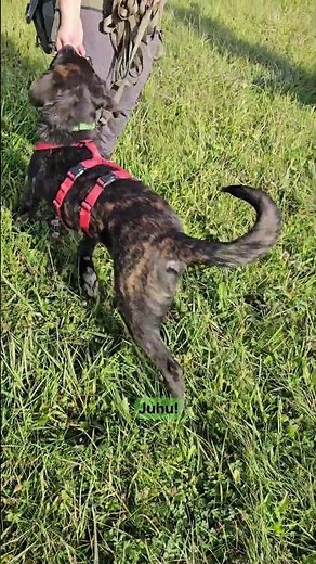 Fokus ist kein Zufall – er entsteht durch Training und Vertrauen