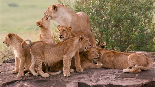 Watch what happens when lions hunt together – it becomes a massacre