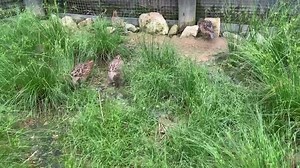 18K views · 128 reactions | Creature Feature: Northern Bobwhite Quail Northern Bobwhite quail are easily recognizable by sight and sound, but their numbers have been in decline over the last few decades. In this week’s Creature Feature, join Nikki in Salato’s quail aviary to learn more about this small game bird’s specific habitat needs! #Bobwhite #BobwhiteQuail #Quail | Salato Wildlife Education Center | Facebook