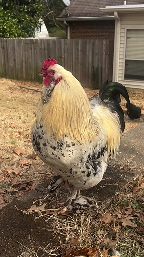 Rooster Vocal Warmups for Healthy Chords | Funny Chicken Sounds