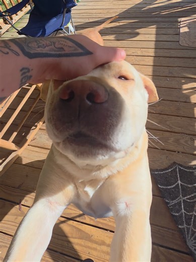 Jack Attack! #rescue #dog #happy #winter #sun