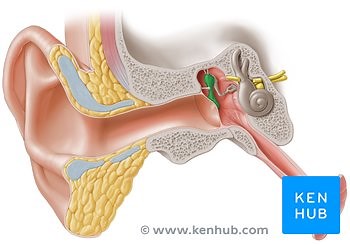 Middle ear
