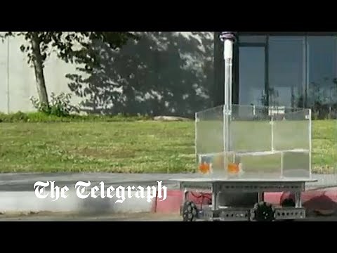 Fish can 'drive' a vehicle in exchange for a reward, study shows