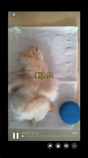 Adopting Nine Chicks: My Foster Care Journey