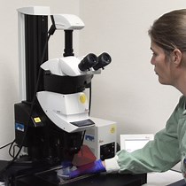 Video: A Zebrafish Embryo Model for In Vivo Visualization and Intravital Analysis of Biomaterial-associated Staphylococcus aureus Infection