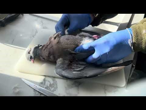 How to prepare a pigeon for cooking (easy game preparation)