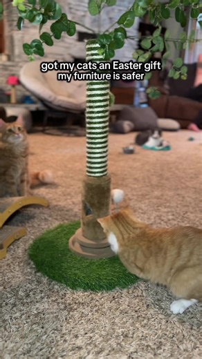Got my cats an Easter gift and they absolutely lost their minds 😂 linked in video 🐾 #catsoftiktok #catscratchingpost #TikTokShopFinds