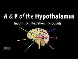 The Hypothalamus - Anatomy and Physiology, Animation