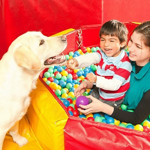 Animal Assisted Therapy Course | Pet Therapy Training Online - Centre Of Excellence