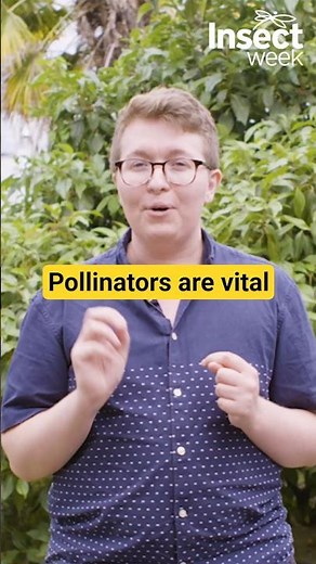 Pollinators Are Really Important | Bitesize Science