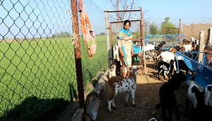 51K views · 234 reactions | Village Life | North-Indian Cooking | Facebook