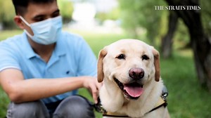 🐕‍🦺 Who's a good boy: Blind and visually impaired Singaporeans say their bond with their guide dogs became stronger during the pandemic. How the canines help their handlers navigate Covid-19 challenges: https://str.sg/wffp | The Straits Times