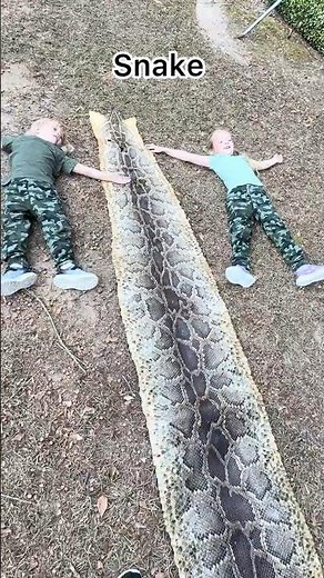 15-Foot Burmese Python SKIN from the Florida Everglades 🐍 ! #snakeskin #shorts #educationalshorts