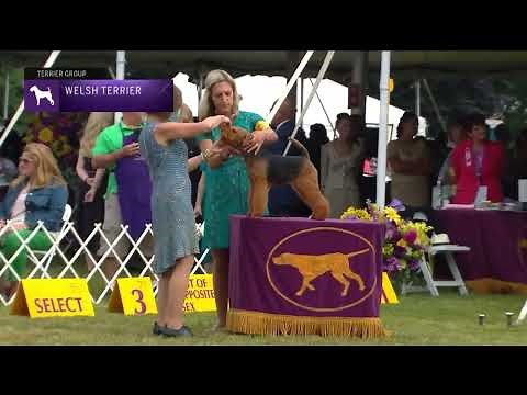 Welsh Terriers | Breed Judging 2022