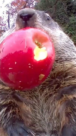 POV: Chunk had one mission… surprise you. 😂