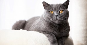 British Shorthair vs Russian Blue Cat: What Are The Key Differences?