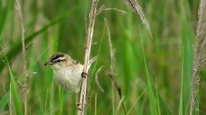 Sedge Warbler, Bird, Wildlife