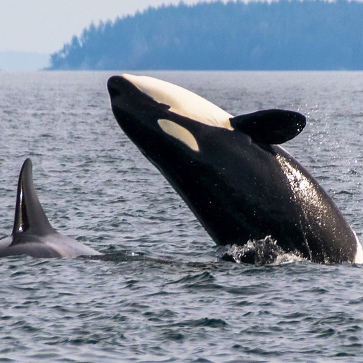 The San Juan Islands are the heart of a unique & diverse ecosystem, and the world's best place to view orca whales in the wild! | Visit San Juans