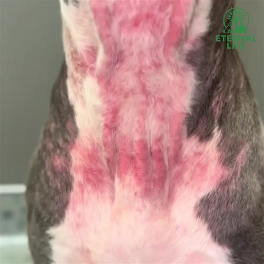 Say Goodbye to Odors: Our pet spray neutralizes odors, leaving your pet smelling fresh and clean without harsh chemicals. Gentle & Safe for Pets: Made with natural, pet-safe ingredients, our formula is perfect for sensitive skin and gentle enough for daily use. Versatile & Easy to Use: Use it on coats, bedding, and even in the air to freshen up your home and pet’s environment. No Harsh Chemicals: Free from artificial fragrances and toxins, so you can trust it’s safe for your pets, family, and th