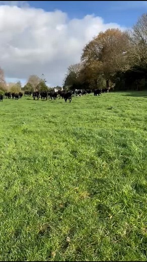 125 reactions · 9 comments | The dairy cows are now inside for...