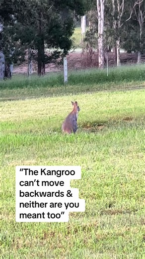 The kangaroo is guided by instinct, not overthinking. It senses before it moves. It adapts without force. Its body is designed for forward motion only. There’s a quiet reminder here for us. You’re not meant to go backwards. Forward motion only, #feelingstuck #womenhealing #trustyourself #kangaroo