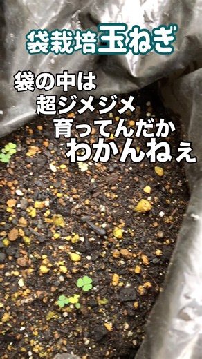 【ホームタマネギ】育ってんだか、分からねー #玉ねぎ #ホームタマネギ #袋栽培