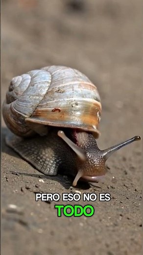 All About the Snail: The Slow Animal with Incredible Abilities