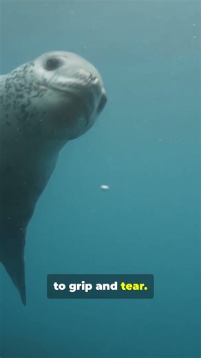 Leopard Seal: Antarctica’s Ice Predator 🧊 #animalinstinctstv