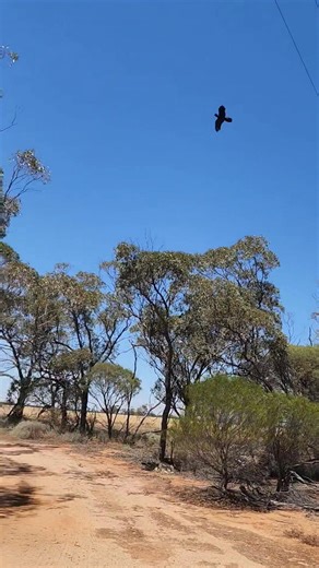 To say I am ecstatic is an understatement, this Red Tail Black cockatoo was released this morning a week after coming into care. She was was found unable to walk , fly and with clenched feet by the lovely Jack from Jibberding. Xrays showed no fractures, anti inflammatories, physio and rest saw a vast improvement in 5 days. Her flock is still around Jibberding and one of the locals allowed me to release her where the flock was this morning. Thanks to all involved. Good luck beautiful lady, I know
