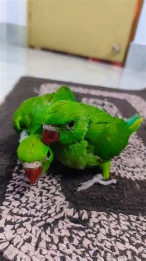 baby parrot 🤩🦜🤩#trending #parrot #talkingparot #birds #funny #lovebirdsfarming