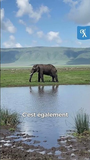 🦁 Ngorongoro : la 8e merveille naturelle du monde | Safari en Tanzanie