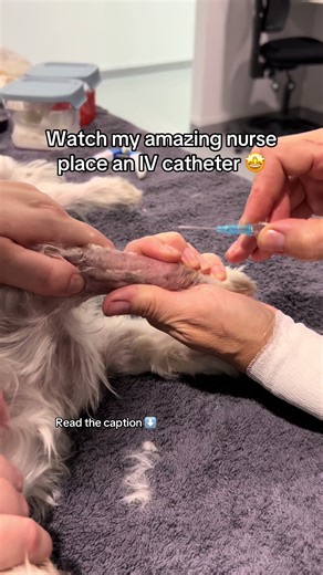 Vet Nurse Comforts Dog During IV Placement