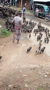 Kemruyuk wedos alas😆🤣 Perlengkapan peternakan (vitamin, obat, alat dan lain sebagainya) hanya di Vetways Indonesia Group #Kandang76 #YangPentingHepii | Pak Rossi