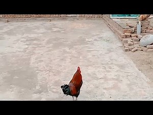 Rooster as House Pet-Incredible!Indoor Roosterife!House Rooster Daily Routine