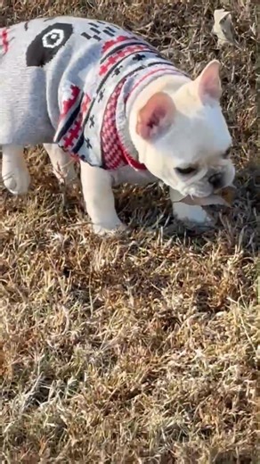 Mack! | Grace Hendricks