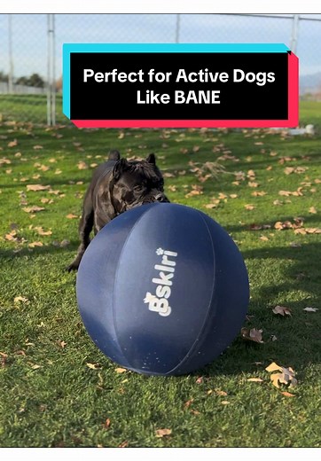 Best Herding Balls for Active Dogs
