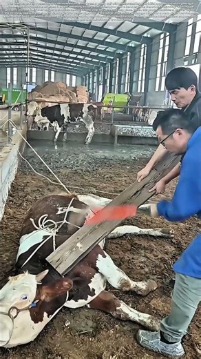 Resetting the Joint: The Precise Impact of Restoring a Calf's Leg