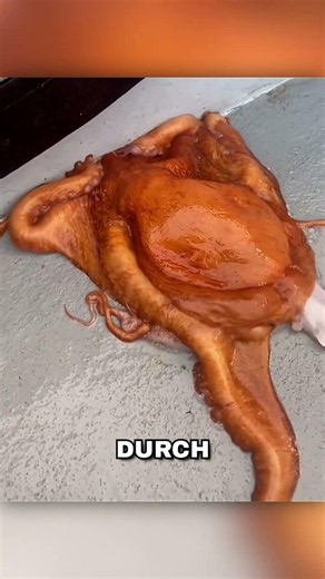 Das Geheimnis des flüchtenden Oktopus